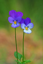 Driekleurig Viooltje (Viola Tricolor) natuurgebied het Goor, Bladel