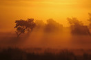 De savannen in Afrika? Nee, een zonsopkomst bij het grensoverschrijdende natuurgebied de Plateaux in Bergeijk.