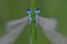 ....Twee ogen zo blauw.... Azuurwaterjuffer (Coenagrion Puella) 33-35 mm; mannetje; bij beekje de Kleine Beerze in Duizel