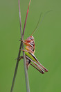 Heidesabelsprinkhaan (Metrioptera Brachyptera) Cartierheide, Hapert