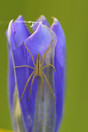 Klokjesgentiaan (Gentiana Pneumonanthe) Gewone Sprietspin (Tibellus Oblongus) Bergeijk