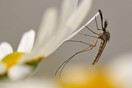 Mug (Aedes Punctor of Culex Pipens?) Beerschen Bak, Netersel.
