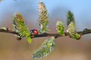 Zevenstippelig Lieveheersbeestje (Coccinella Septempunctata) op Boswilg (Salix Caprea) bij  de Kleine Beerze in Duizel