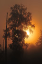 De ochtendzon komt tevoorschijn achter een berkenboom (Betula) tussen Pals en Cartierheide, Bladel.