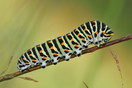 Rups van de Koninginnepage (Papilio Machado) bij de beek de Kleine Beerze ten zuiden van Duizel