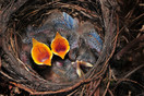 Nest van jonge merels (Turdus Merula) in eigen tuin, Hapert