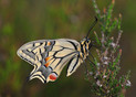 Koninginnepage (Papilio Machaon) bij het Kroonven in Bladel