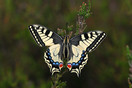 Koninginnepage (Papilio Machaon) bij het Kroonven in Bladel
