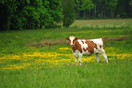 Roodbonte koe tussen Netersel en Casteren.