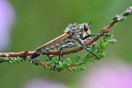 Roodbaardroofvlieg (Eutolmus rufibarbis) op struikheide, Tjopven Bladel.