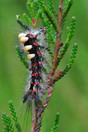 Rups van de Witvlakvlinder (Orgyia antiqua) Tjopven Bladel.