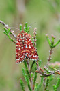 Roodbont heide-uiltje (Anarta myrtilli) Tjopven Bladel.