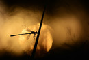 Gewone pantserjuffer (Lestes sponsa) bij zonsopkomst in natuurgebied van de eco-zone, Hapert.