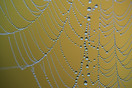 Web van de Heidewielwebspin nabij ven onder Bladel