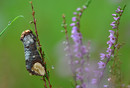 Wapendrager (Phalera bucephala) Natuurreservaat Het Goor, Bladel.