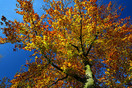 Bonte herfstkleuren van een beuk (Fagus sylvatica) in de dorpskom van Hapert.