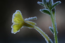 Bevroren bloem van de Middelste Teunisbloem (Oenothera Biennis) bij het Kempisch Bedrijvenpark in Hapert.