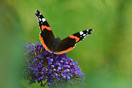 Atalanta (Vanessa atalanta) op vlinderstruik in eigen tuin in Hapert.