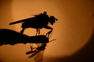 Silhouet van een huisvliegsoort (Muscidae) én een sluipvliegje (Ichneumonidae) bij natuurgebied Het Goor in Bladel.