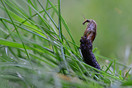 Weidelangpootmug (Tipula paludosa) van emelt naar imago op grasveldje in eigen tuin.