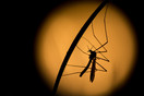 Silhouet van een langpootmug (Tipula spec.) Kleine Beerze, Hoogeloon.