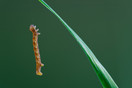 Rups van de grote wintervlinder (Erannis defoliaria) Het Goor, Bladel.