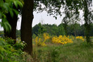 Brem (Cytisus scopiarus) Eco-zone Kempisch Bedrijven Park, Hapert.