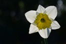 Narcis (Narcissus). Een gracieuze lentebode!