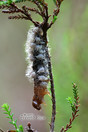 Nachtvlinderrups vol met parasitaire larven bij klein ven in Bladel.