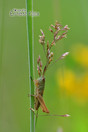 Veldsprinkhaan (Acridoidea) Ecozone KBP in Hapert.
