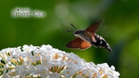 Kolibrievlinder (Macroglossum stellatarum) Eigen tuin Hapert.