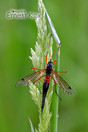 Houtlangpootmug (Tanyptera atrata) vrouwtje. Beerschen Bak, Netersel.