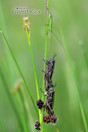 (Jonge) moerassprinkhanen en gewoon spitskopje (Conocephalus dorsalis) natuurpark 't Goor, Bladel.