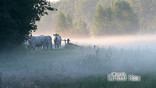 Koeien in ochtendnevel bij Westelbeers.