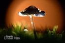 Mysterieuze paddenstoel bij het Laarven in Eersel.