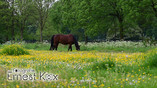 Paard in bloemenwei aan de Bredasebaan in Bladel.